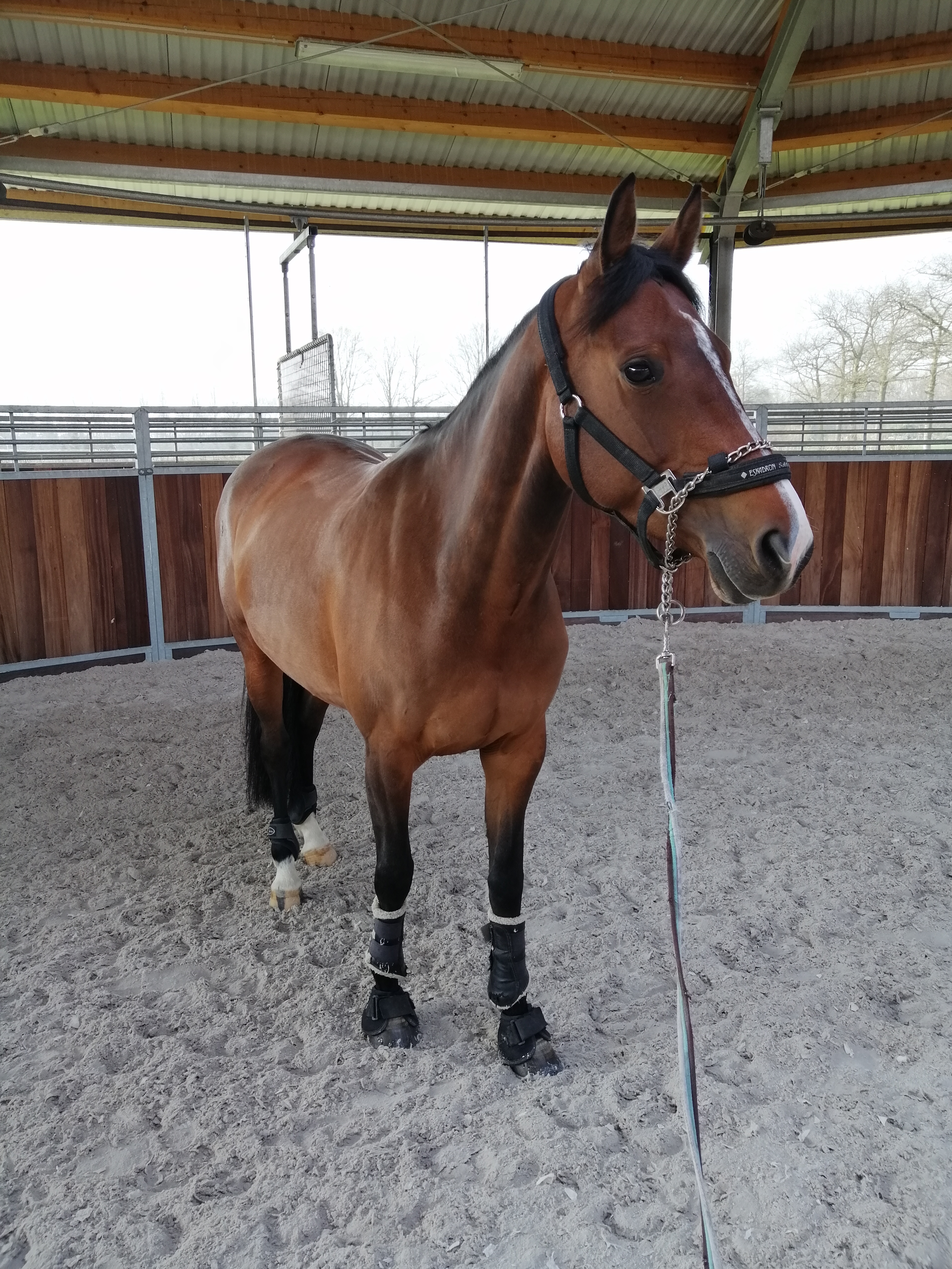Novita Z - Horse receiving physiotherapy treatment