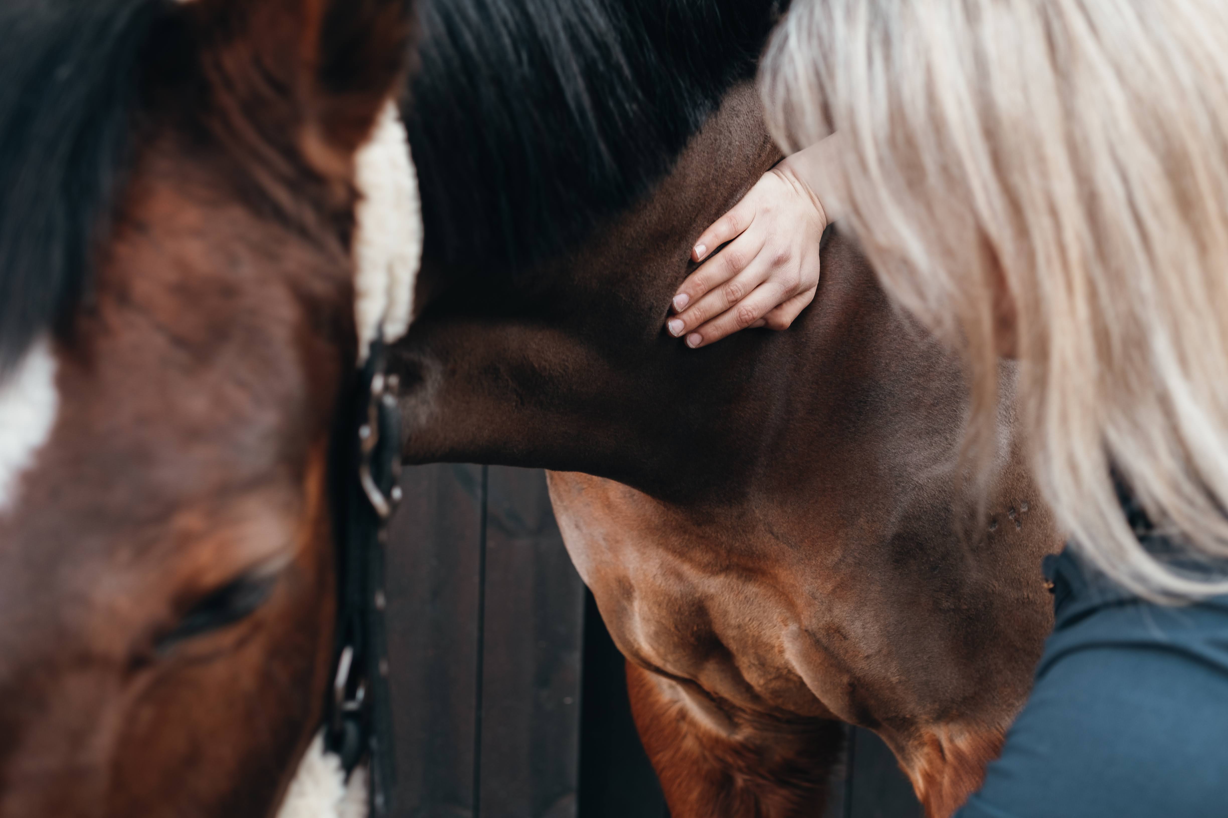 Treatment of a horse