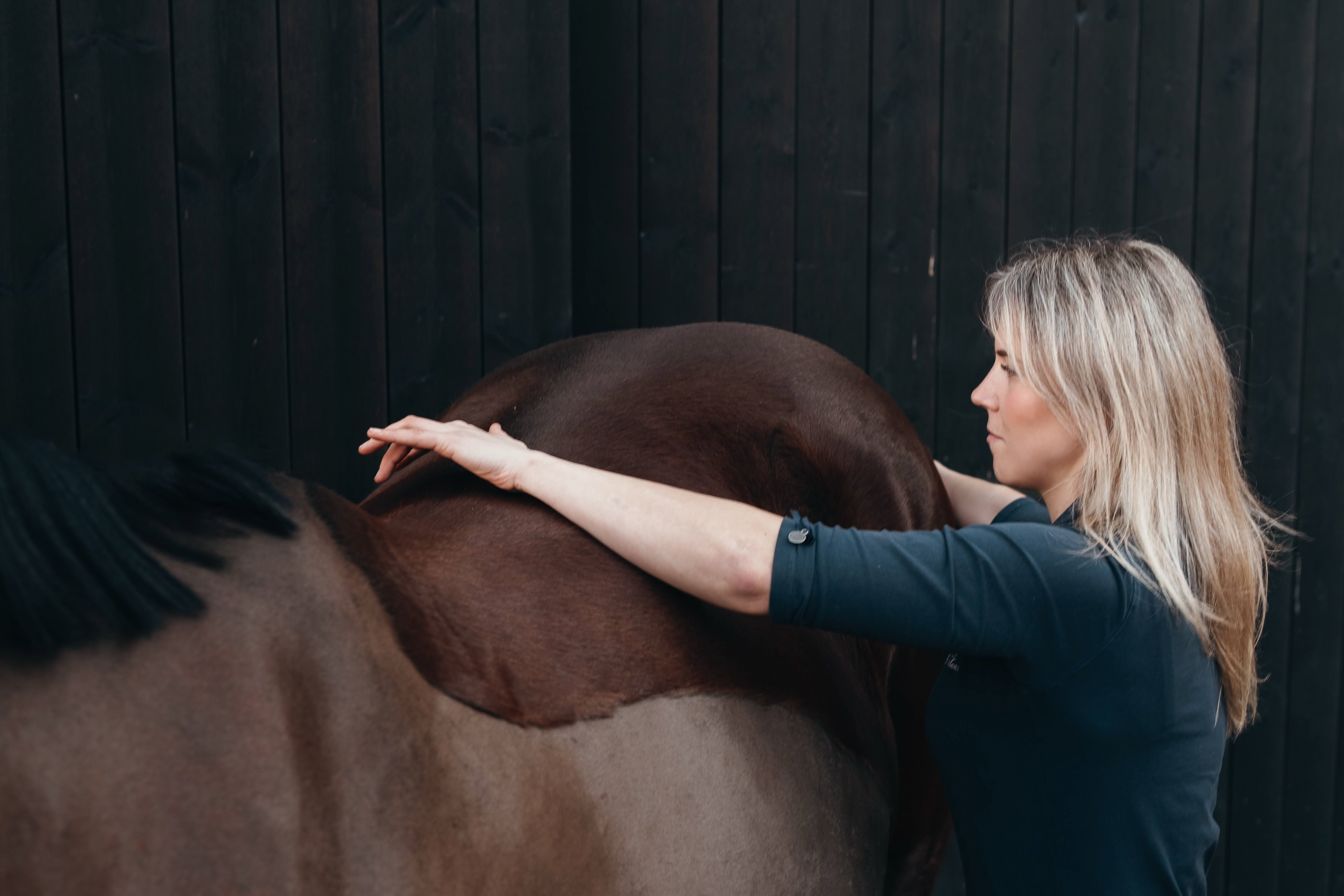 Professional horse physiotherapy treatment session in the Netherlands