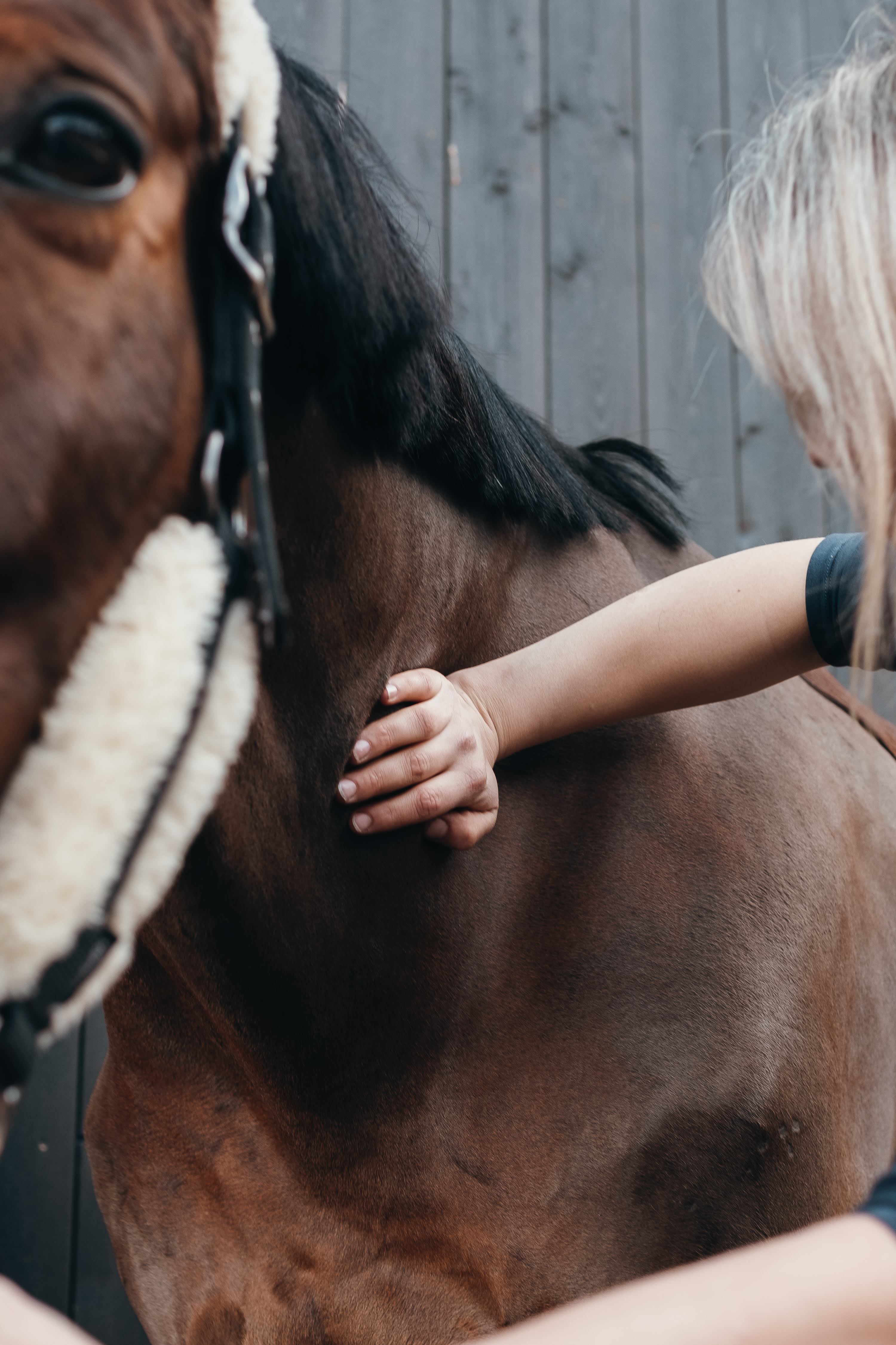 Physiotherapy session for a horse